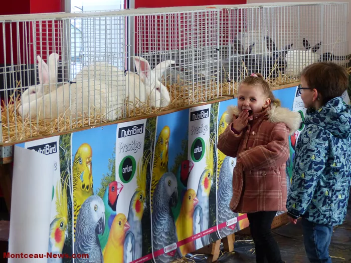 salon-oiseaux-25012629