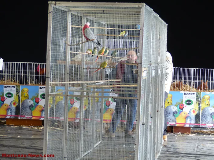 salon-oiseaux-25012632