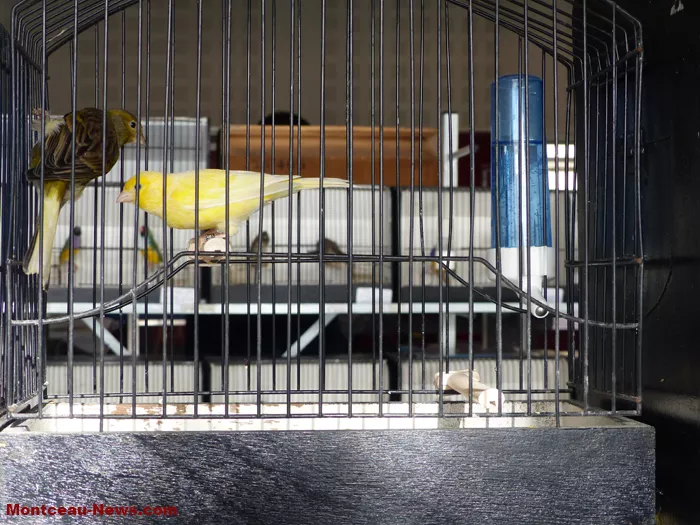 salon-oiseaux-25012634