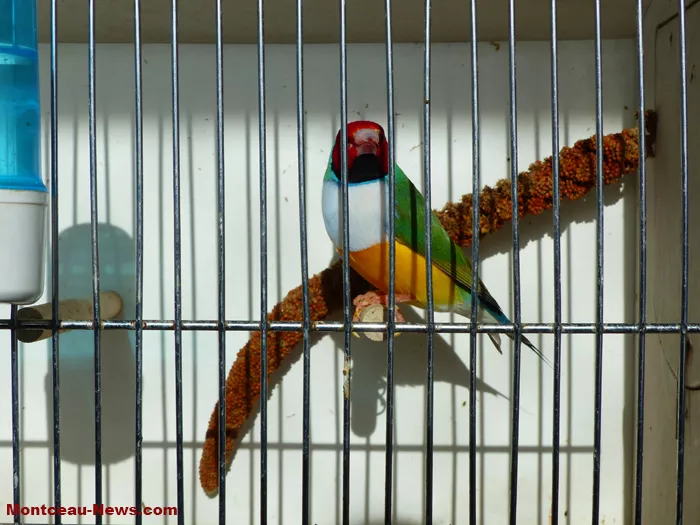 salon-oiseaux-25012636