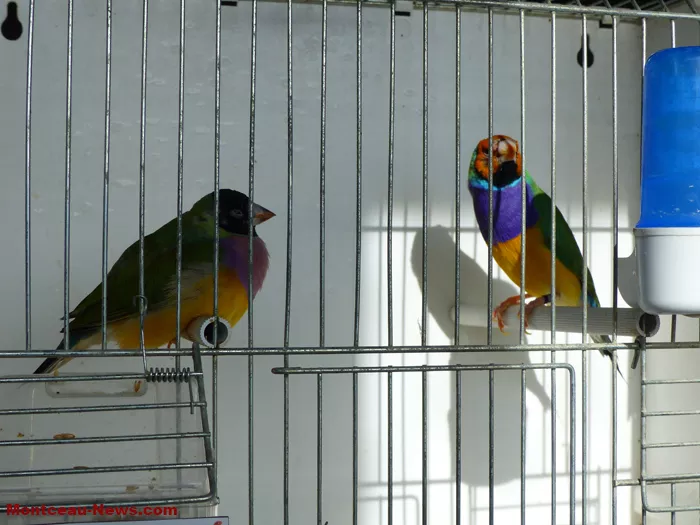 salon-oiseaux-25012637