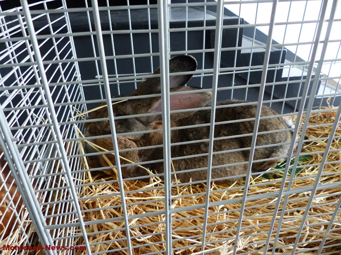 salon-oiseaux-25012638