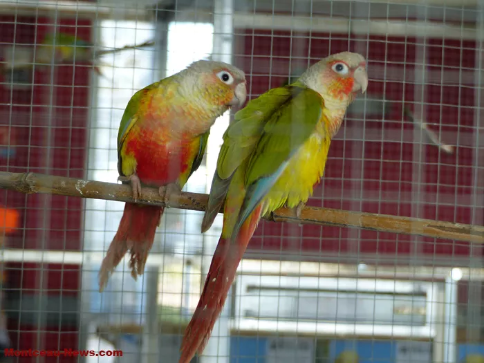 salon-oiseaux-25012641