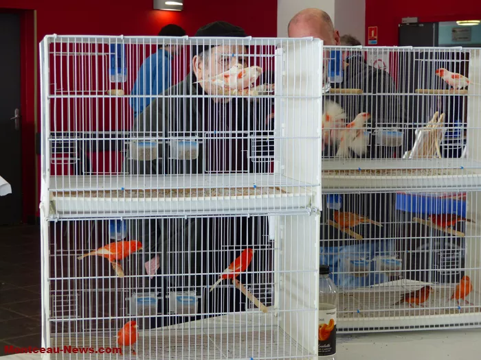 salon-oiseaux-25012643