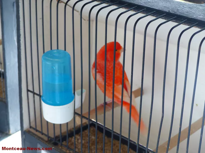 salon-oiseaux-2501265