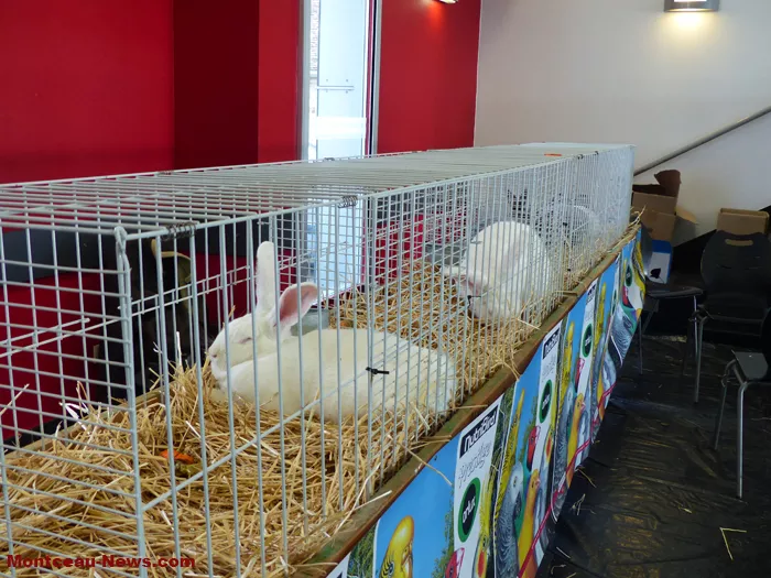 salon-oiseaux-25012651