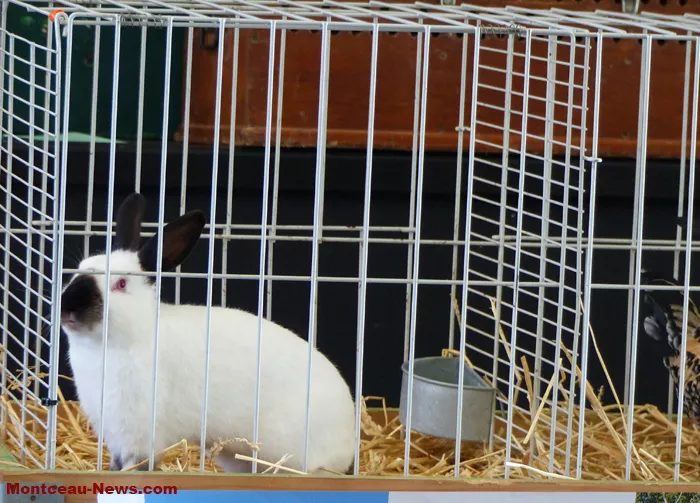 salon-oiseaux-25012653