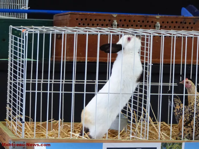 salon-oiseaux-25012654