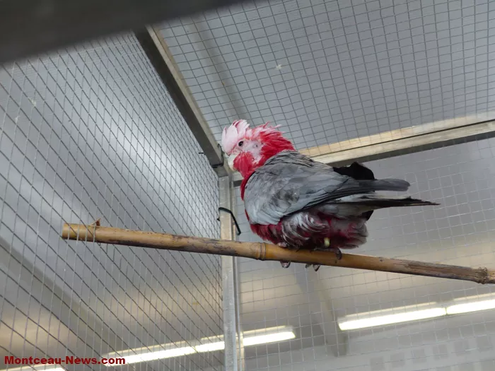 salon-oiseaux-25012658