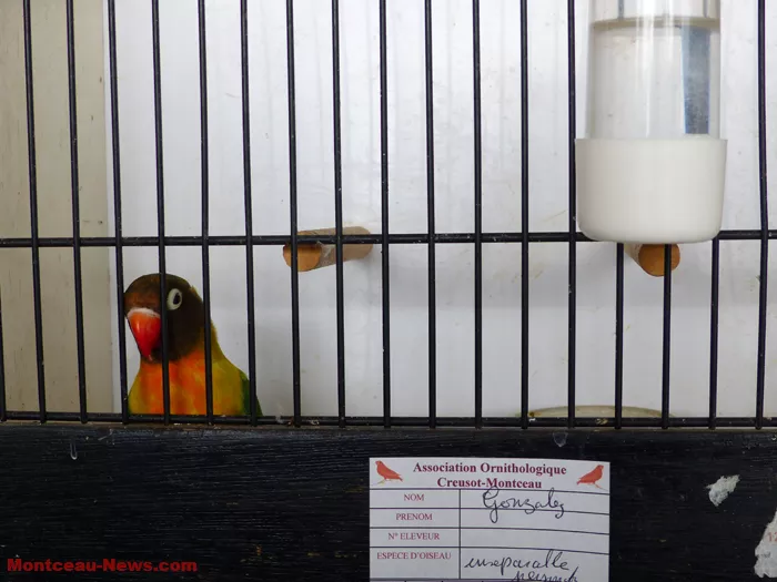 salon-oiseaux-2501269