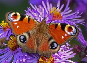 Rencontré à la Fête du Livre de Saint-Vallier