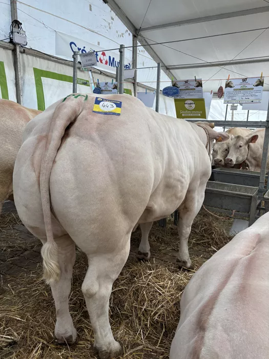 desousa-080425161025