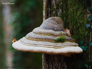 Parenthèse poétique