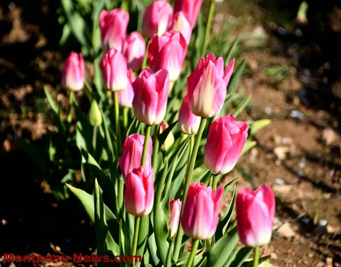 tulipes-229032612