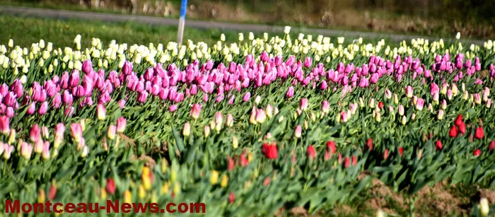 tulipes-229032614