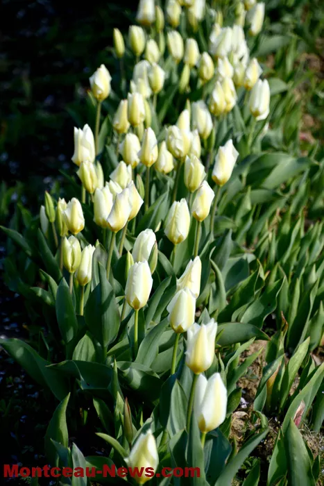 tulipes-229032616