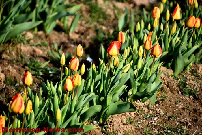 tulipes-229032619
