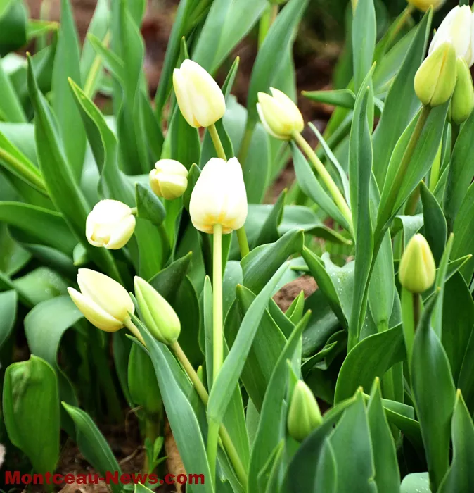tulipes-22903264