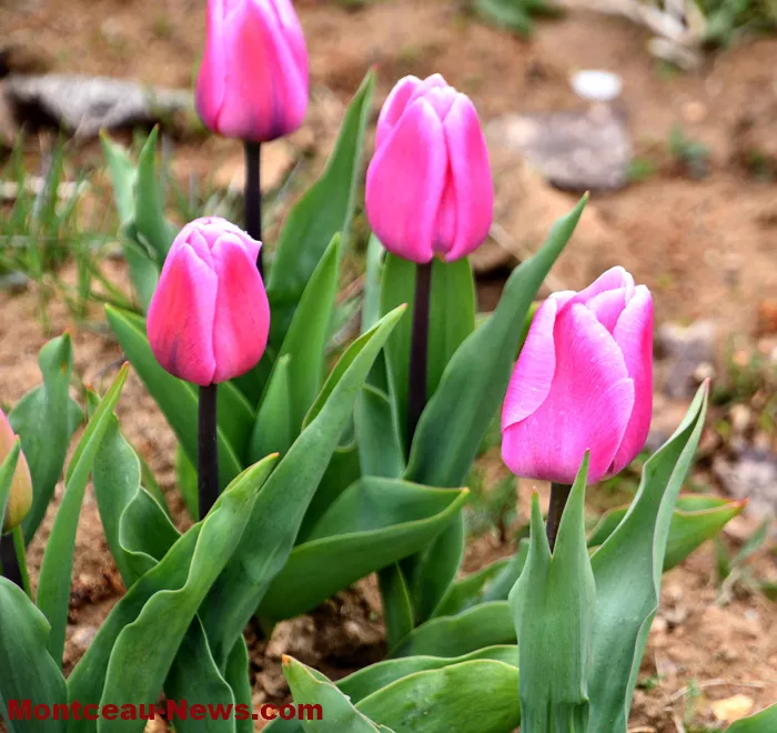 tulipes-22903268
