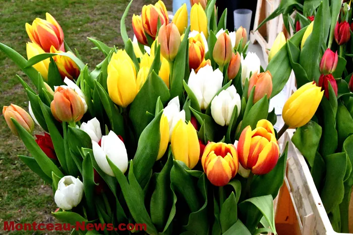 tulipes-lions-290425161031