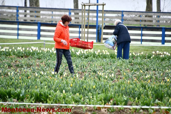 tulipe-lions-montceau-0404261