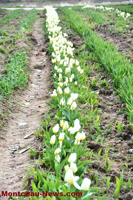 tulipe-lions-montceau-04042612