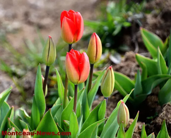 tulipe-lions-montceau-04042613