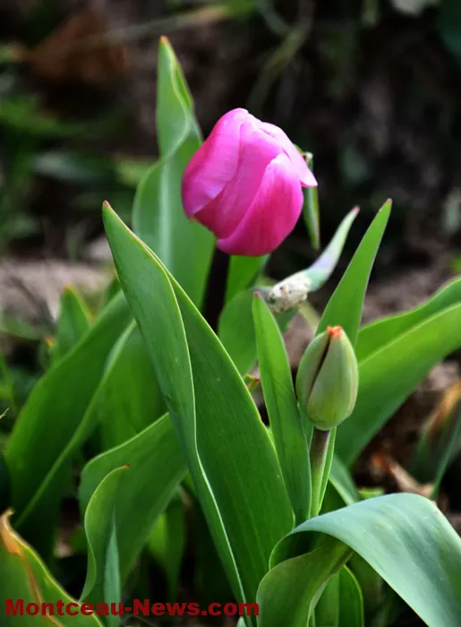 tulipe-lions-montceau-04042615