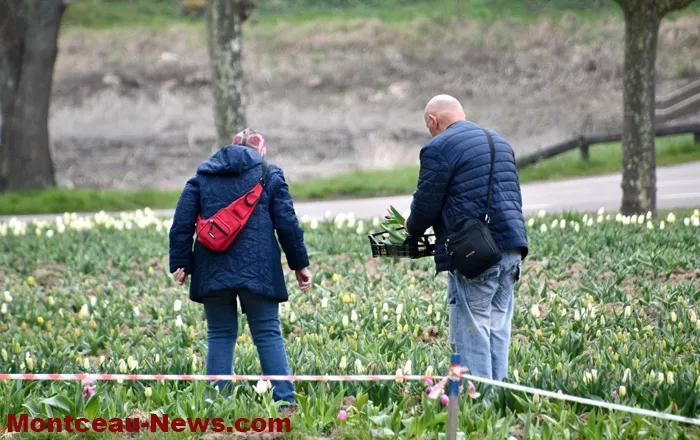 tulipe-lions-montceau-0404262