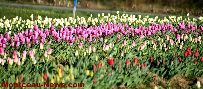 tulipes-229032614