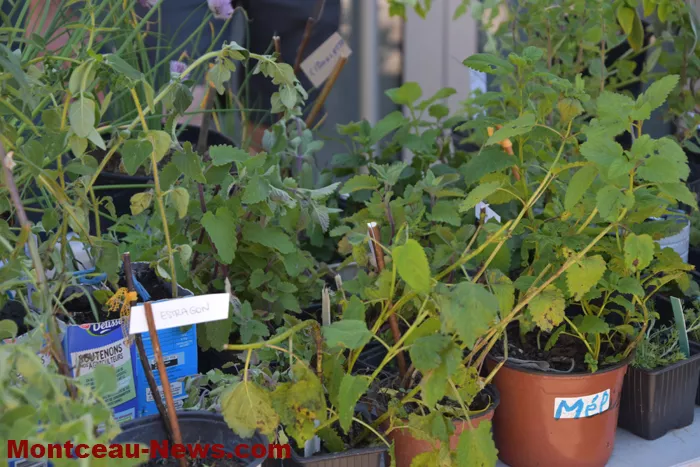 troc-plants-sanvignes-24052617