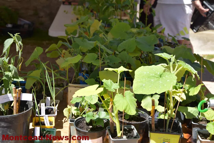 troc-plants-sanvignes-2405264