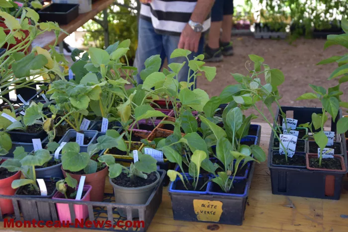 troc-plants-sanvignes-2405265