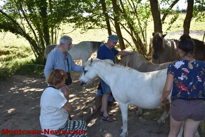 st-romain-chevaux-15052633