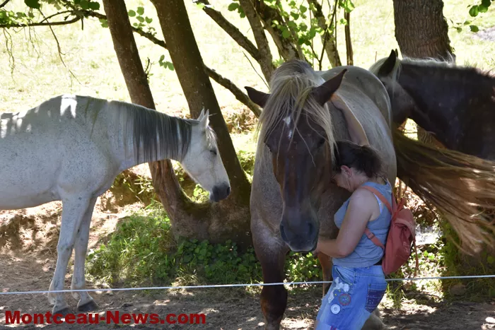 st-romain-chevaux-1505268