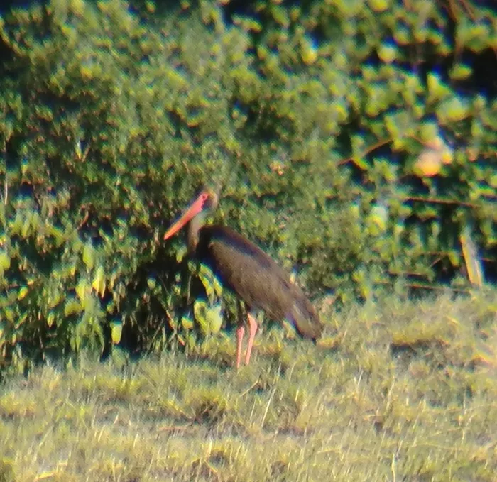 cigogne-0107261
