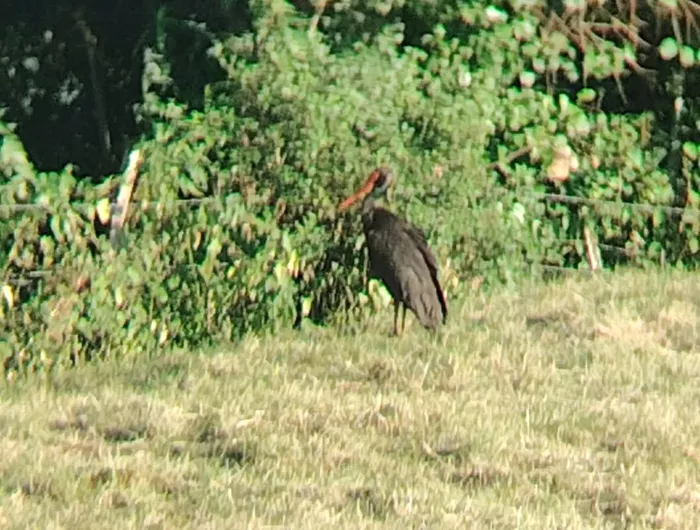 cigogne-0107262