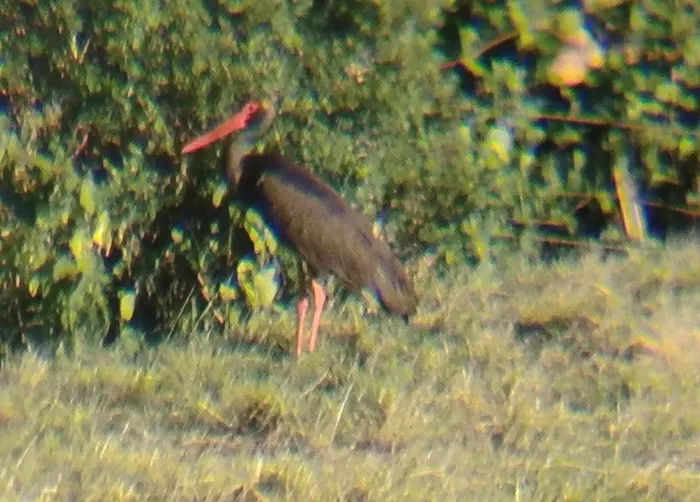 cigogne-0107263