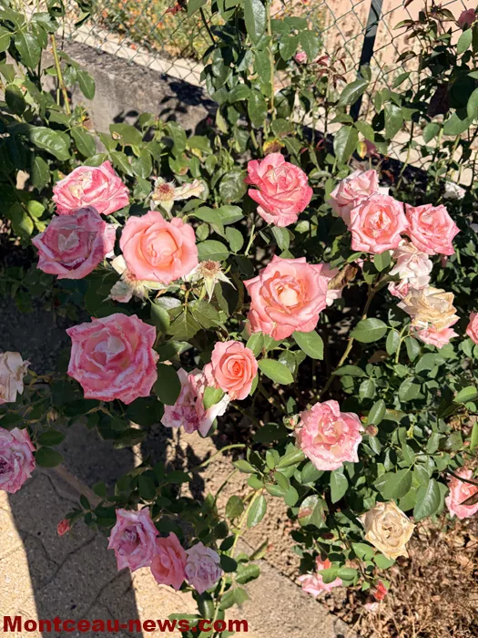 maison fleuris-09072623