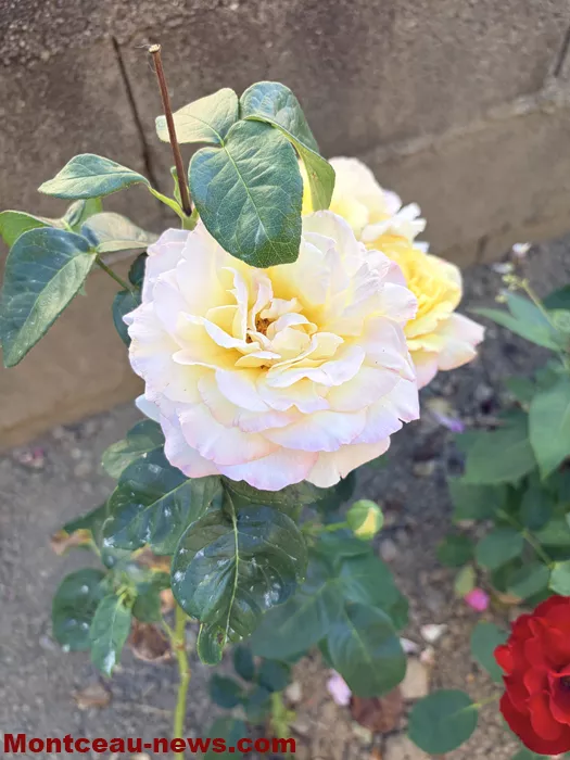 maison fleuris-09072627