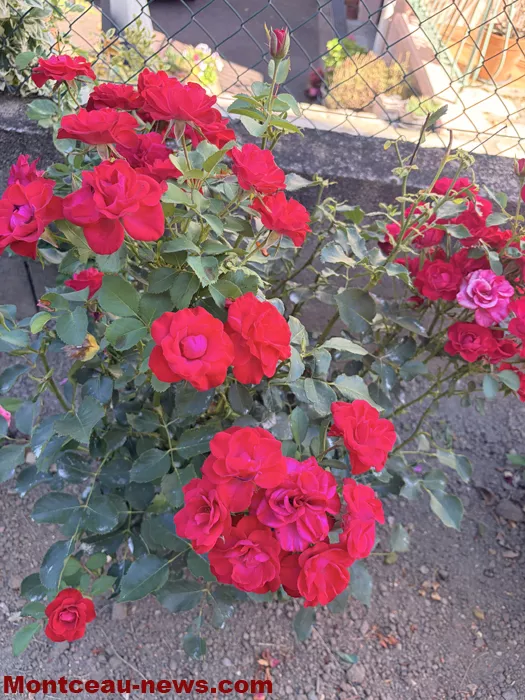 maison fleuris-09072628