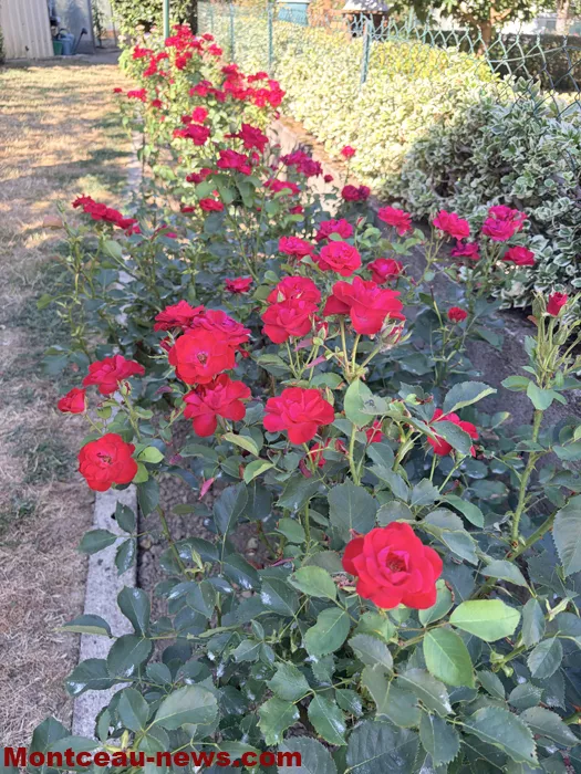 maison fleuris-09072629