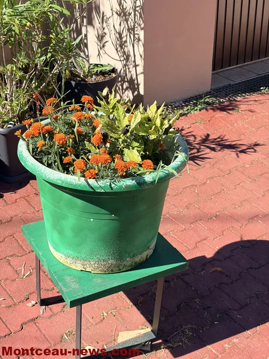 maison fleuris-09072672