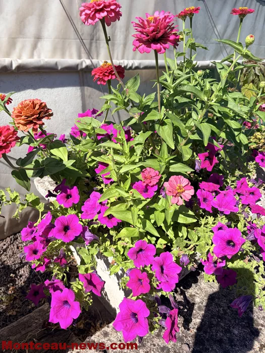 maison fleuris-09072679