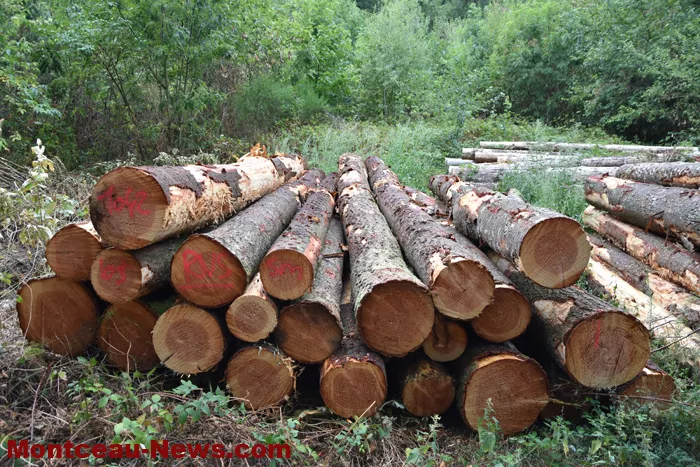 bois-forets-2108261