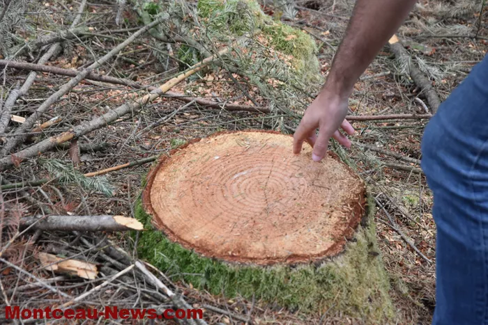 bois-forets-21082612