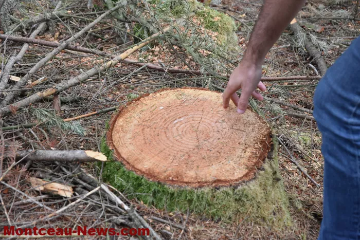 bois-forets-21082613