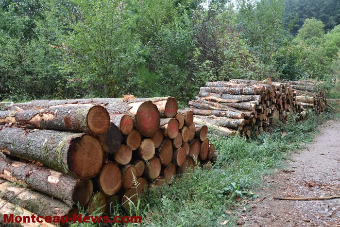 bois-forets-2108263