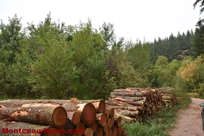 bois-forets-2108264