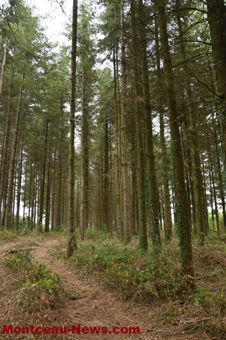 bois-forets-2108266